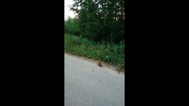 Ежик. смотреть онлайн