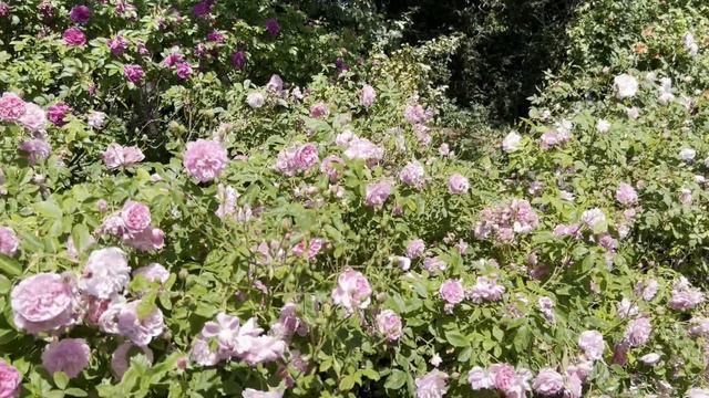 A Trip to Queen Mary's Rose Garden, Regent Park (London, UK) смотреть онлайн