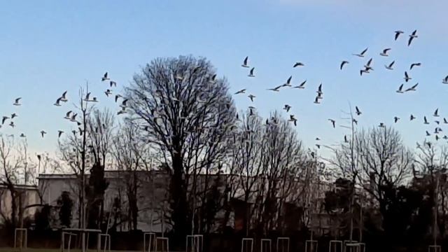 СТАЯ ПТИЦ. Новые стихи. Душа взлетела #short смотреть онлайн