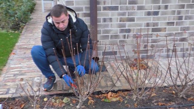 Обрезка ГОРТЕНЗИИ метельчатой, от мастера. Подробная инструкция, когда обрезать гортензию. смотреть онлайн