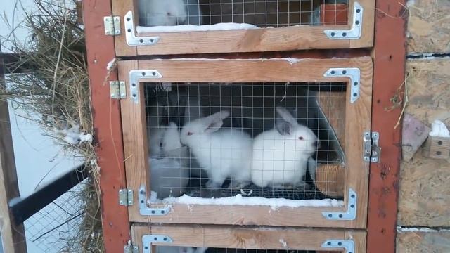 Клетка для кроликов. Изготовление без ошибок смотреть онлайн