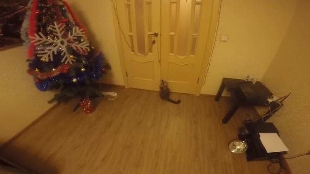 Мейн Кун Шэри и гирлянда ))) смотреть онлайн