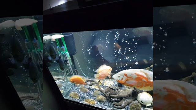 Аквариум 500л. Северум красный жемчуг. Полиптерус синегальский альбинос(самка). смотреть онлайн