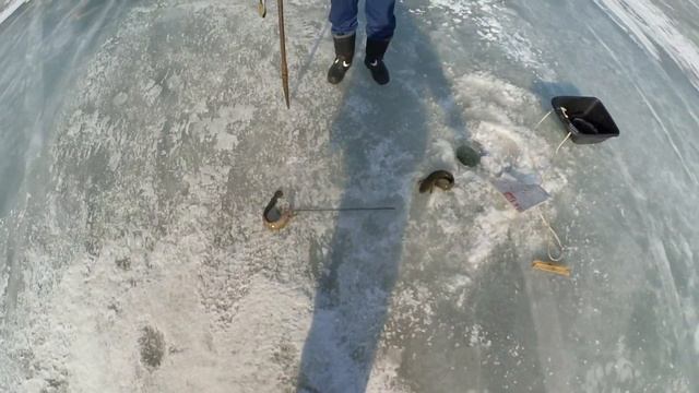 Отличное закрытие зимней рыбалки на щуку и налима на Бурейском водохранилище смотреть онлайн