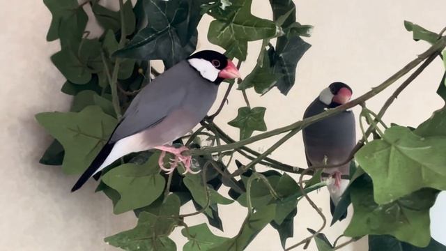 Java finch 2023 - Sleeping corner смотреть онлайн