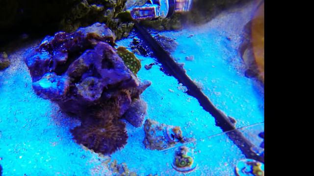 Time lapse video of my new purple sebae anemone смотреть онлайн