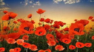 Футаж Маки на закате