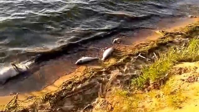 Масштабный замор рыбы на Десногорском водохранилище. смотреть онлайн
