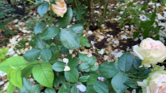 Прогулка по саду. 26.06.2023. Саратов. Сад непрерывного цветения. смотреть онлайн