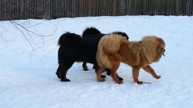 Тибетские мастифы (Grand BIS)-4 смотреть онлайн