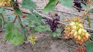 @Виноград новый  Виноград Днепровская Ривьера и Борисфен