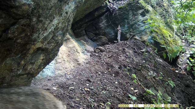 Барсучий город. Новые и старые соседи. Коты и шакалы.