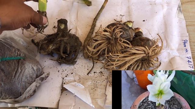 यहाँ से मंगाये सबसे सस्ते पौधे/ONLINE PLANT SHOPPING (UNBOXING) #adenium @gogreenwithorganic3639 смотреть онлайн