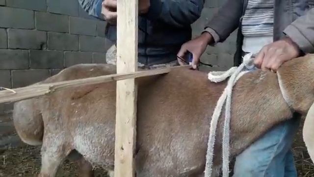 Гиссарчкий кочкар, старое видео когда Лимузину было 7 месяцев! смотреть онлайн