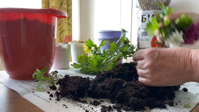 Часть 1. Как правильно пересадить цветок в другой горшок смотреть онлайн