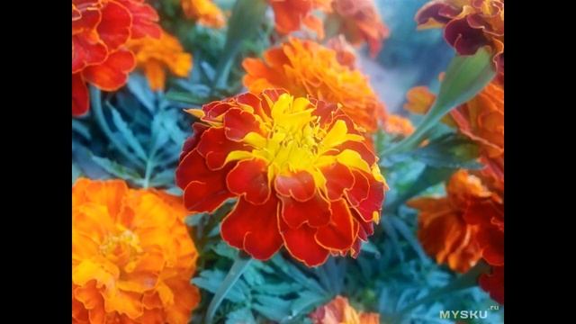 Blackview A8. «Бюджетник», достойный внимания. | #Обзор смотреть онлайн