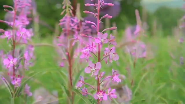 Хиджаб или как должна одеваться мусульманка / Мухтар абу Марьям смотреть онлайн