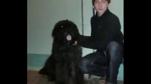 Фландрский бувье в Самаре