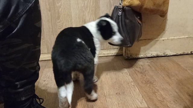 Щенок из Потанино смотреть онлайн