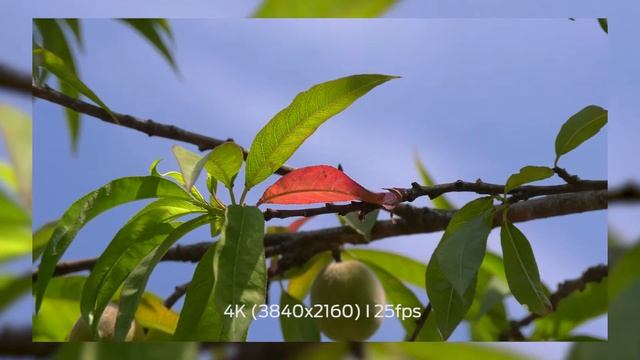 Isprobali Smo: Panasonic HC-X1 Profesionalnu 4K Kameru