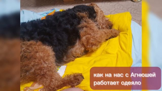 Как работает одеяло "Золотое руно" отзыв клиент г.Назарово магазин ВсеЛенная на Ready to Buy смотреть онлайн
