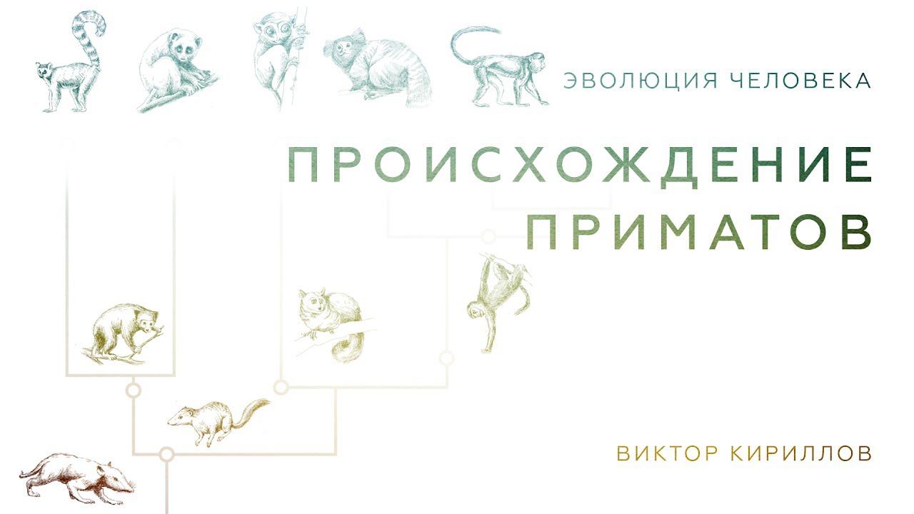 2. Происхождение приматов. Происхождение человека - 10 смотреть онлайн