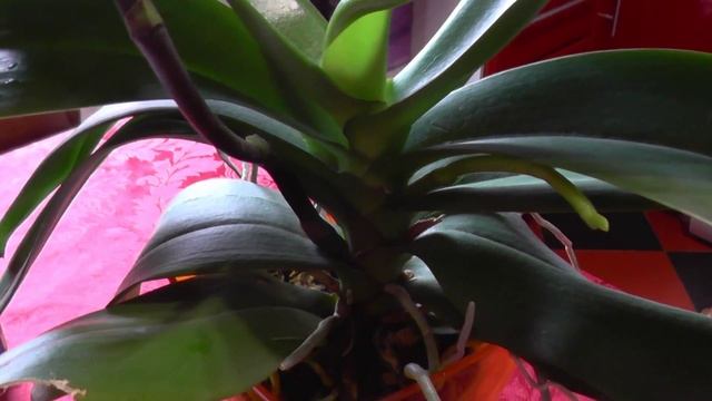 ПОБУЖДАЕМ ОРХИДЕЮ К РАЗМНОЖЕНИЮ ДЕТКАМИ НА ЦВЕТОНОСЕ смотреть онлайн