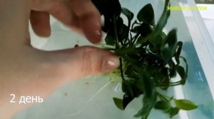 Черные Водоросли на Анубиасе/Чистим Анубиас Перекисью Водорода