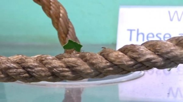 ZSL London Zoo Adventure