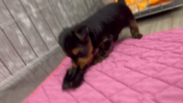 VLOG: Щенки йорка | 1 месяц| Первая прогулка | первый раз-страшно!?01.01.23 Йоркширские терьеры ❤️ смотреть онлайн