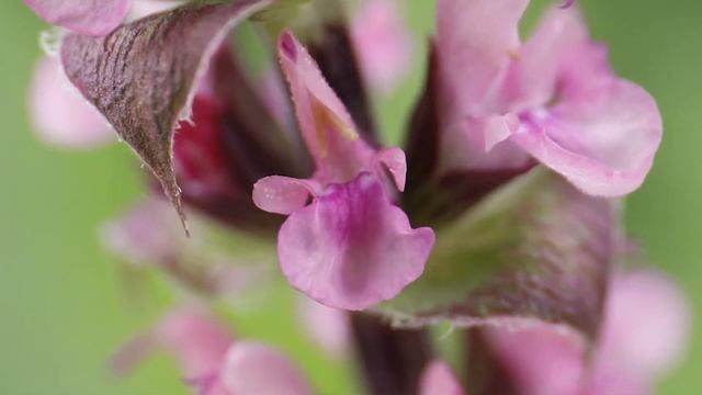 Salvia Nemorosa Caradonna Pink смотреть онлайн