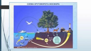 Биология. 9 класс. Основные законы устойчивости экосистем. Людмила Ивановна. Profi-Teacher.ru
