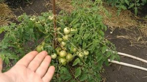 обзор, томат ,,герцогиня вкуса,, очень устойчивый,урожайный, жду какой вкус. ?