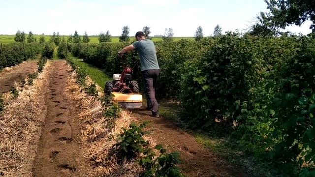 Как прополоть малину МОТОБЛОКОМ смотреть онлайн