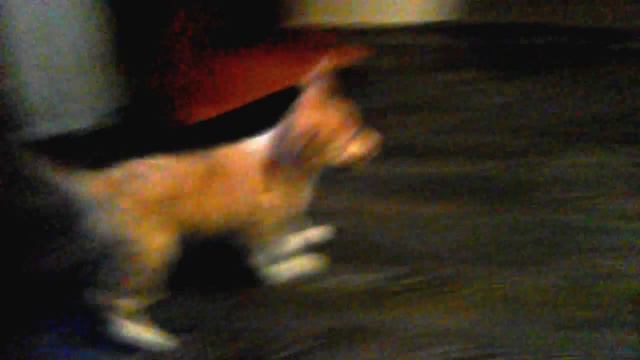 Кисс и Трэш, бордер колли, 2 месяца." смотреть онлайн