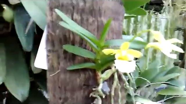 Update - Christensonia vietnamica - mini Orchid - Small Species Vanda of Vietnam смотреть онлайн