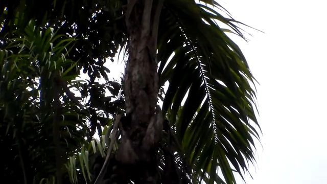 Colhendo pupunha na comunidade do Arraial de São Francisco, município de Alvarães, Amazonas, Brasil смотреть онлайн