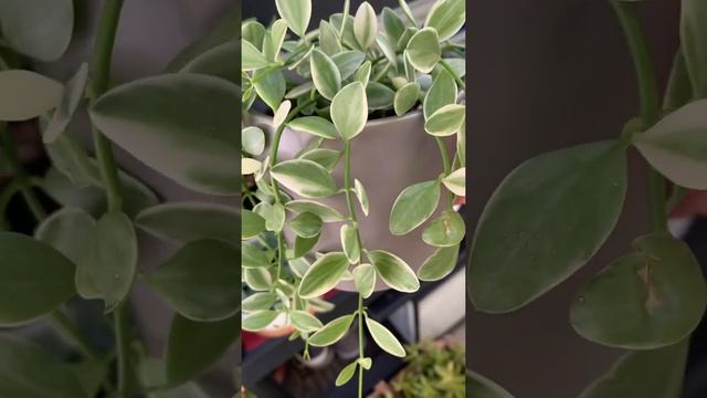 What is Variegated Dischidia? смотреть онлайн