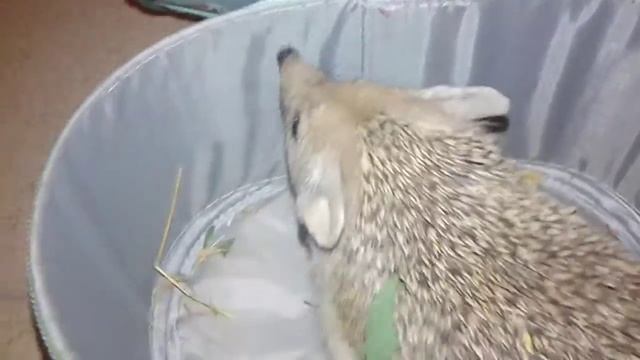 Поймал ёжика смотреть онлайн