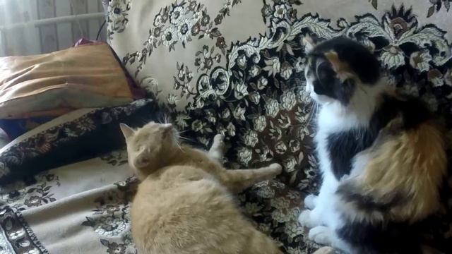 Кошки лижутся смотреть онлайн