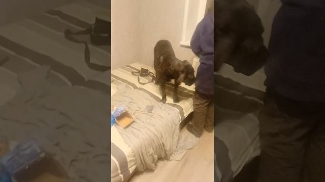 подготовка к мясу комбината Самсона смотреть онлайн