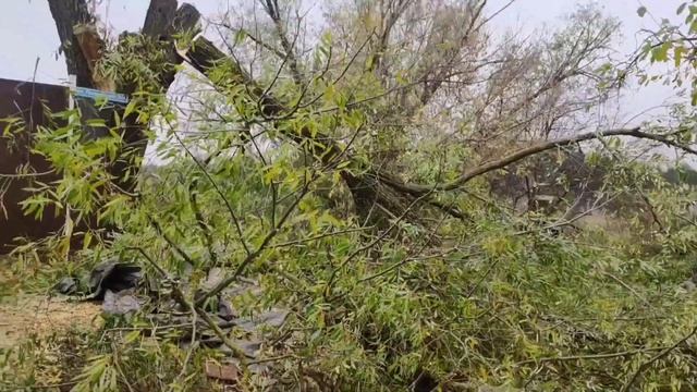 Пилим огромное дерево рядом с опорой ЛЭП своими руками