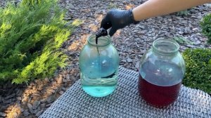 Покраска колосков ЛАГУРУСА двумя способами за копейки.