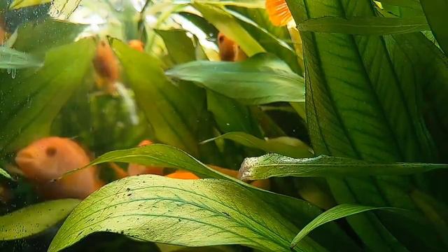 Жизнь в аквариуме. Цихлиды в аквариуме с растениями. смотреть онлайн