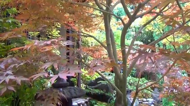 японский стиль в ландшафте смотреть онлайн