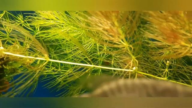 роголистник зацвёл и начал краснеть!!! смотреть онлайн
