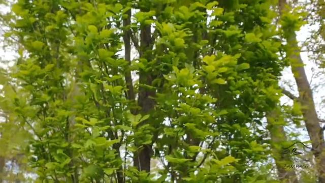 Quercus robur 'Fastigiata' dub letní křemelák смотреть онлайн