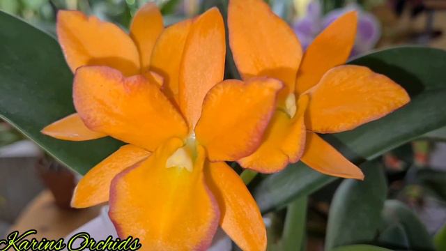 Rhyncattleanthe Fuchs Orange Nugget Cattleya #CareCollab