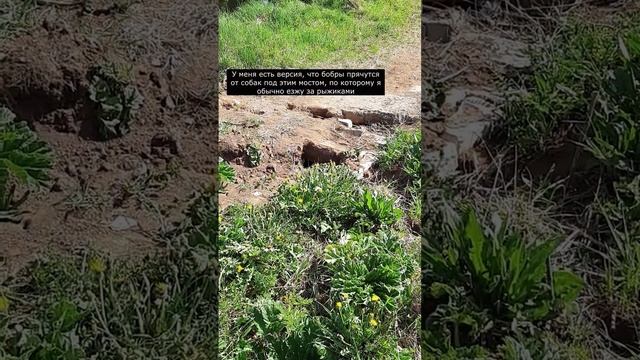 Коварные бобры построили плотину, чтобы затопить мост. Зачем они это сделали? смотреть онлайн