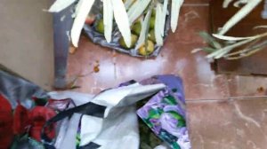 Хитрое приспособление для сбора облепихи.Инструмент для сбора облепихи своими руками